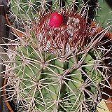 Melocactus curvispinus v. guitartii Manaquita, Cu ©JL.jpg